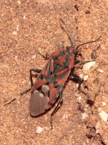 Réf. 244 856 : Spilostethus pandurus